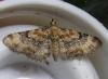 Eupithecia sp.